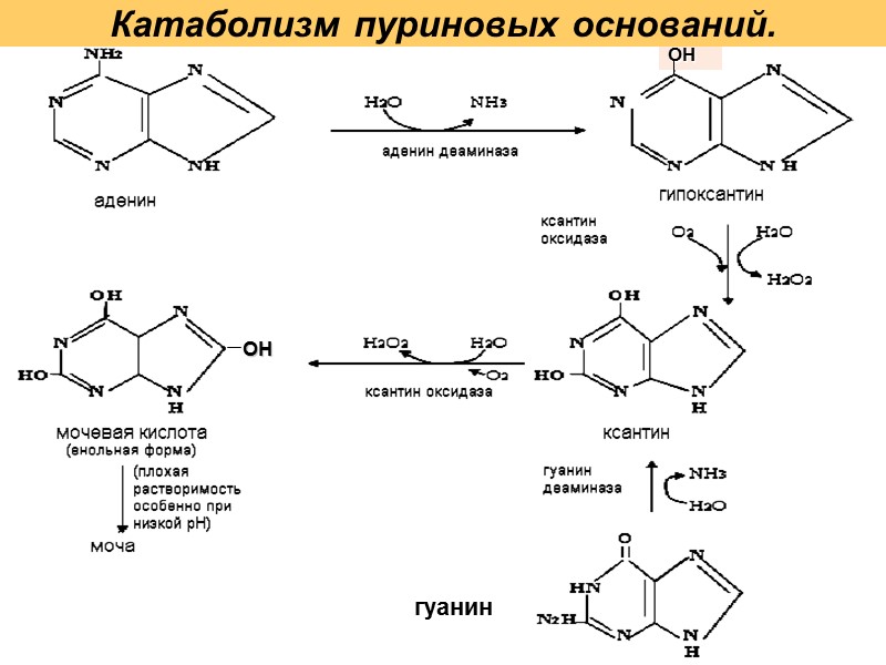 ОН Катаболизм пуриновых оснований. ОН гуанин
